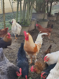 Galletti multicolore