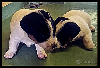 Cucciolo Maschio di Jack Russell da Fine Agosto