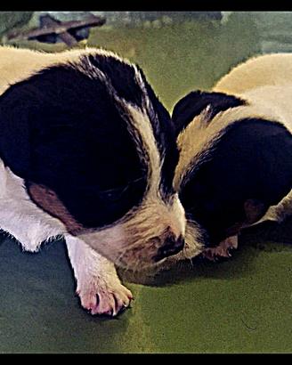 Cucciolo Maschio di Jack Russell da Fine Agosto