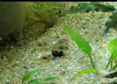 Corydoras