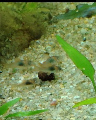 Corydoras