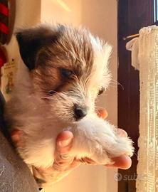 Jack Russell Terrier Pelo Ruvido