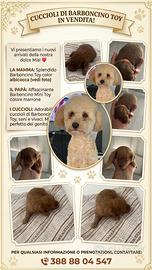 Barboncino toy