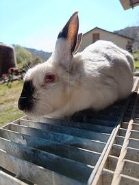 Coniglio femmina da riproduzione