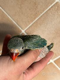 Pulli parrocchetti dal collare pappagalli imbecco