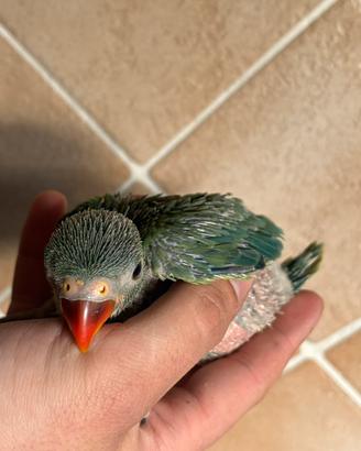 Pulli parrocchetti dal collare pappagalli imbecco