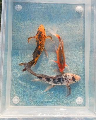 Carpe koi butterfly - 18/25 cm
