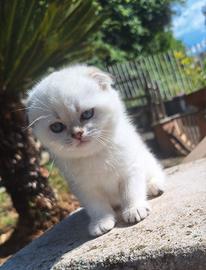 Scottish fold colorpoint con pedigree campania