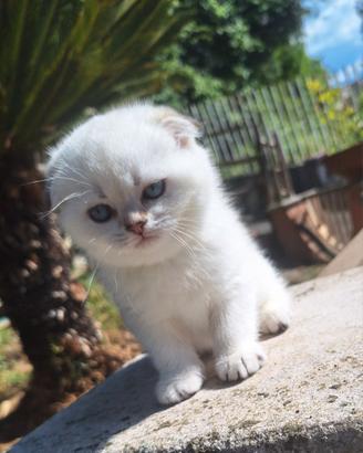 Scottish fold colorpoint con pedigree campania