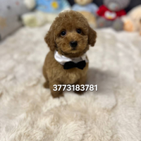 Splendidi cuccioli di barboncino mini toy