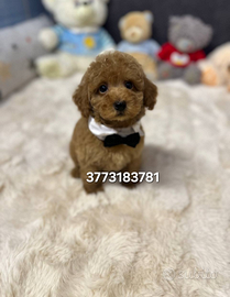 Splendidi cuccioli di barboncino mini toy