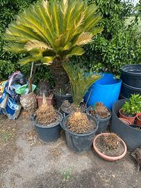 CYCAS REVOLUTA