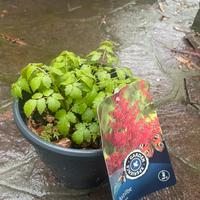 Piante di Astilbe rossa