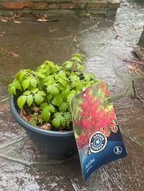 Piante di Astilbe rossa