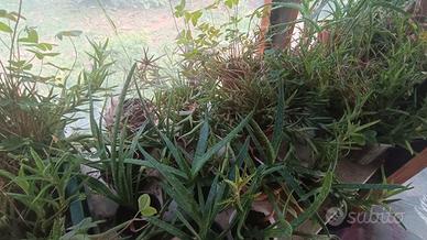 piante succulenti grasse