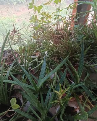 piante succulenti grasse