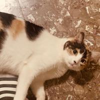 Gattina dolce