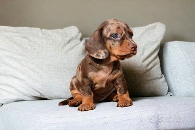 Cuccioli bassotto nano-allevamento certificato