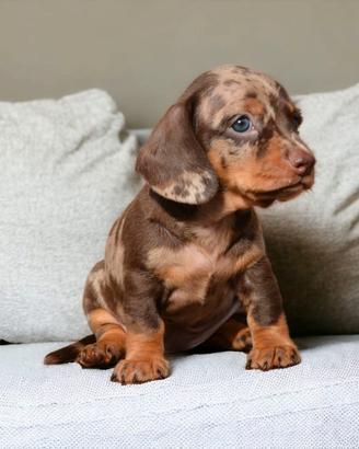 Cuccioli bassotto nano-allevamento certificato