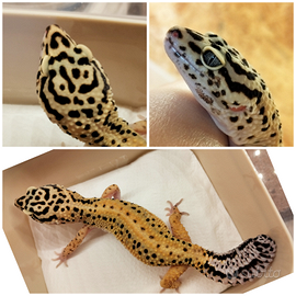 Geco leopardino