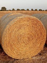 Fieno seminato