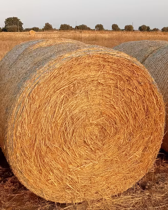 Fieno seminato