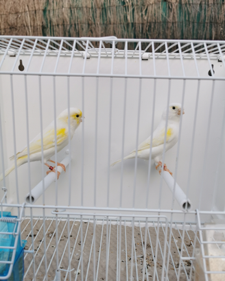 Canarini Mosaico gialli