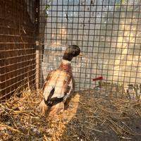 Call duck - anatra mignon