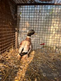 Call duck - anatra mignon