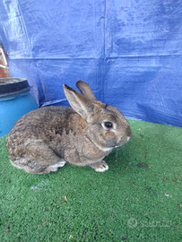 Coniglio nano colorato