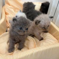 Cuccioli di gatto Persiano con massime garanzia
