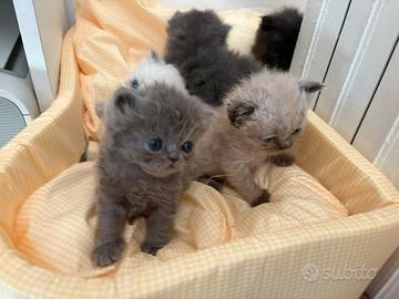 Cuccioli di gatto Persiano con massime garanzia