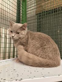 British Shorthair