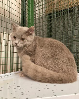 British Shorthair