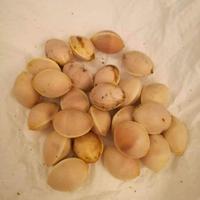 Semi di Ginkgo Biloba