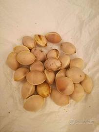 Semi di Ginkgo Biloba