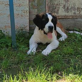 Cucciola di san Bernardo