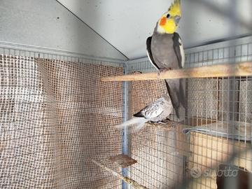 Calopsita e inseparábili