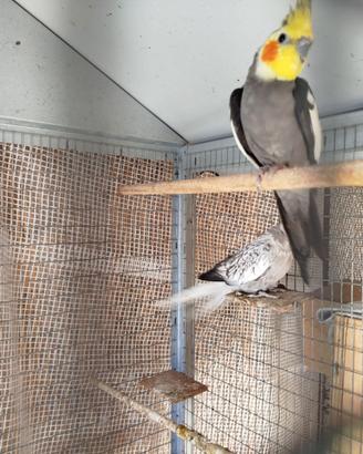 Calopsita e inseparábili