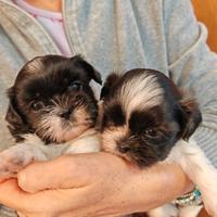 Cuccioli di shitzu / shihtzu / shi tzu / shih tzu