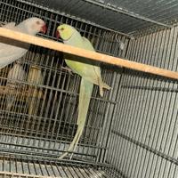 Coppie parrocchetti dal collari