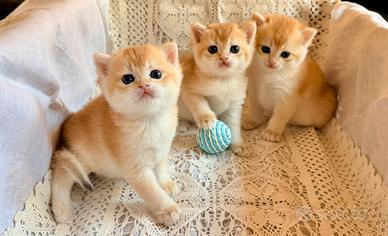 British shorthair golden, Scottish gattini