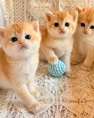 British shorthair golden, Scottish gattini