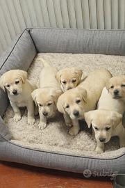 Cuccioli di labrador di 70 giorni