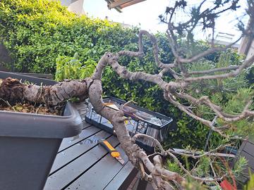 bonsai Pino d ' Aleppo