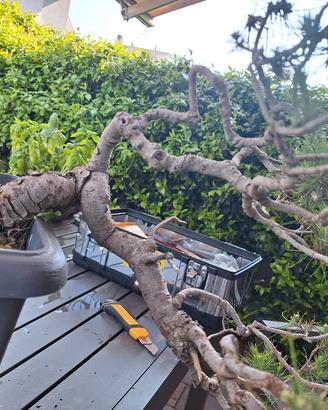 bonsai Pino d ' Aleppo
