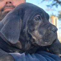 Cucciolo nero di cane corso