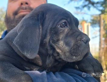 Cucciolo nero di cane corso
