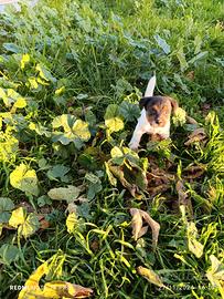 Cucciolo jack Russell