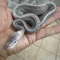 Disponibili baby e adulti di vari morph di reali